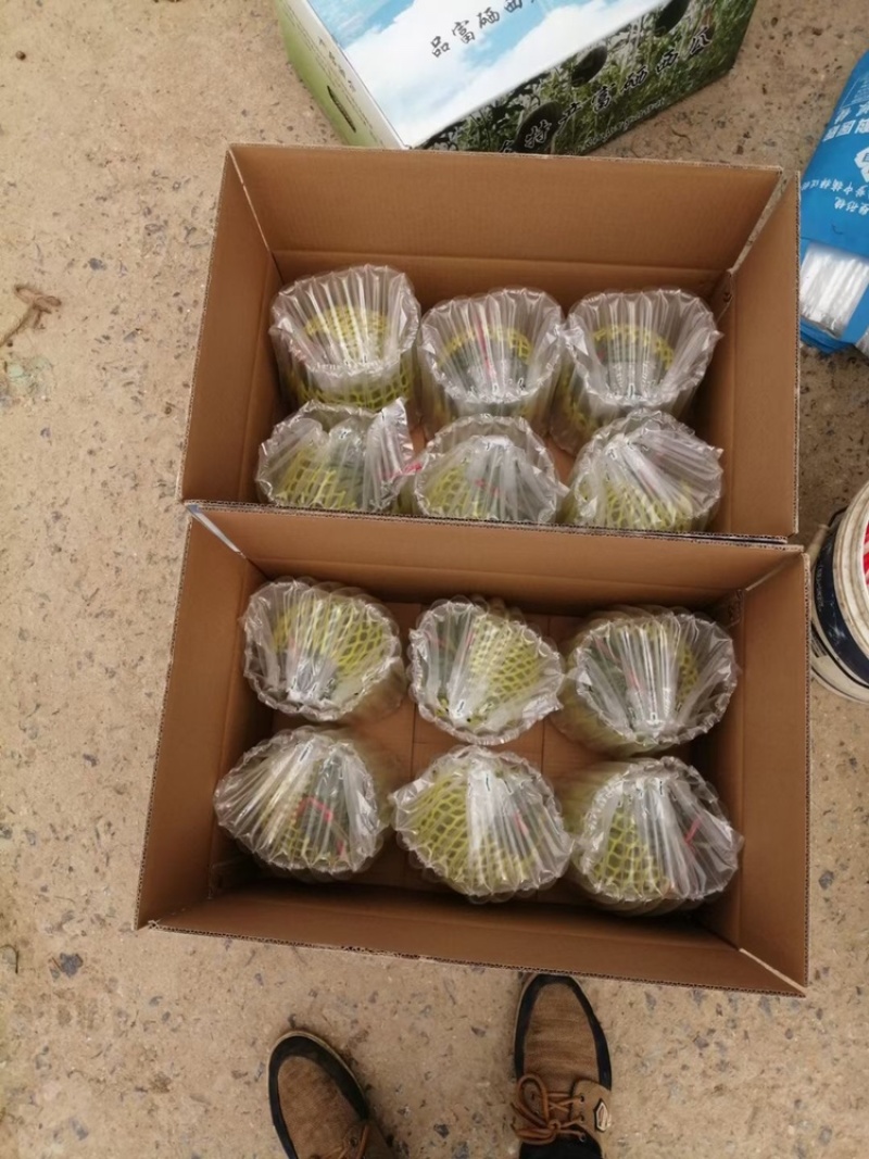 正宗仁风富硒西瓜