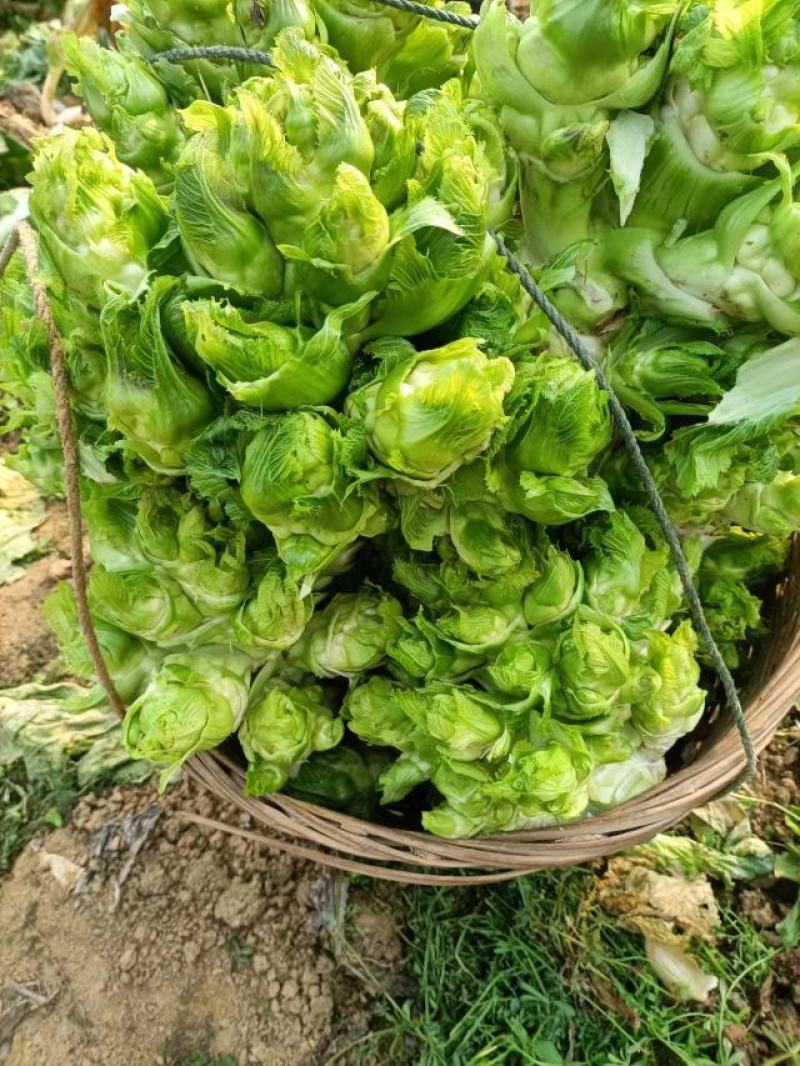 儿菜