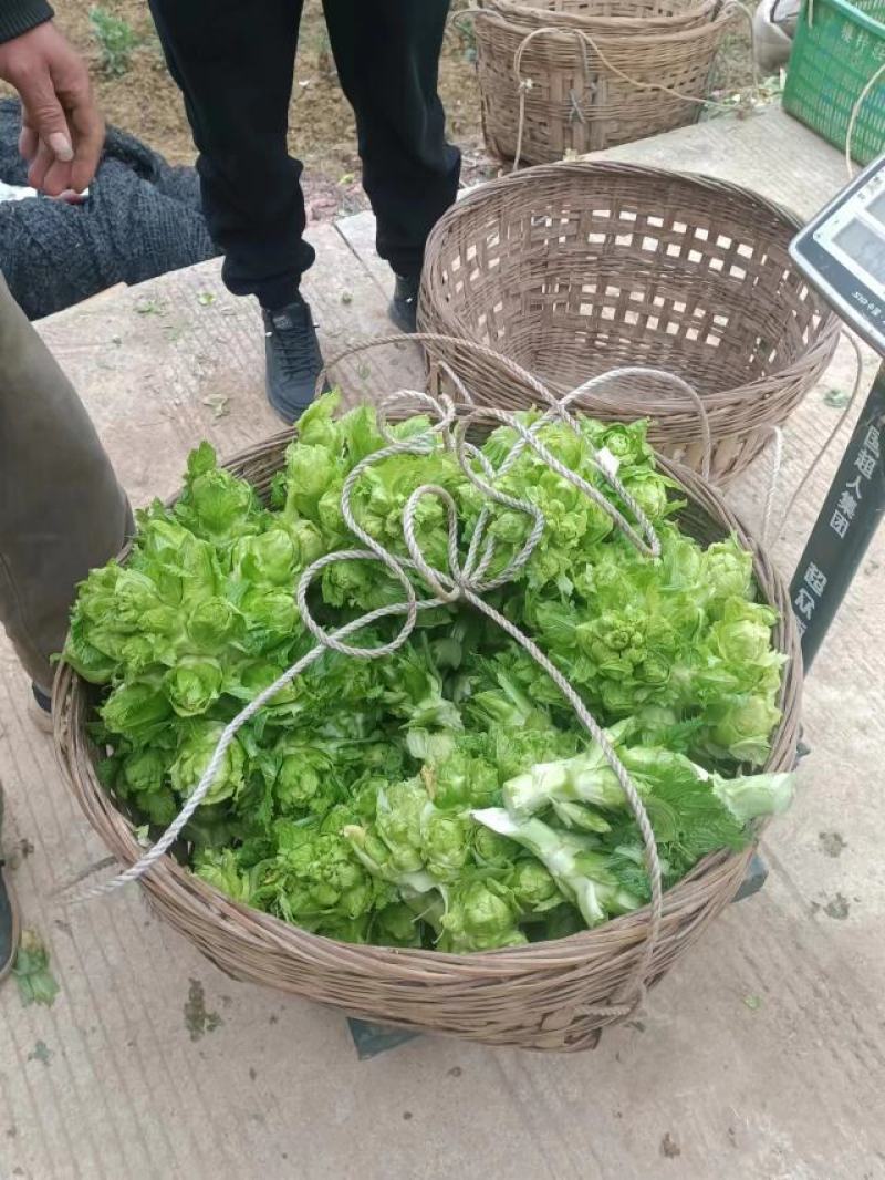儿菜