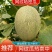 【推荐】山东网纹瓜哈密瓜大量有货欢迎全国客户订购