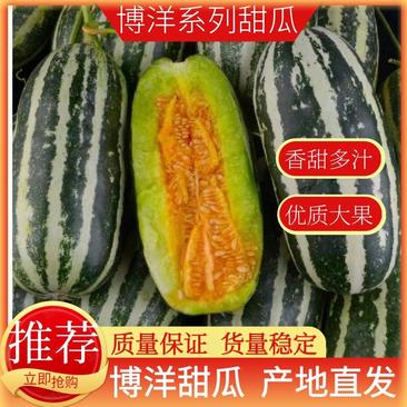 【推荐】山东潍坊博洋甜瓜大量有货甜度适中欢迎订购