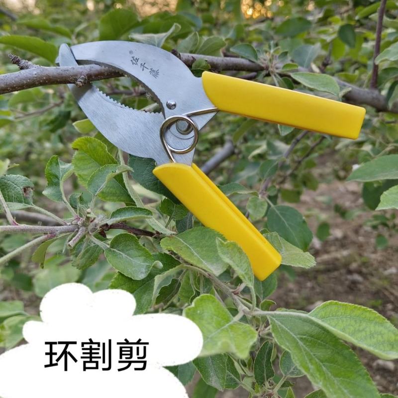 小号环割剪