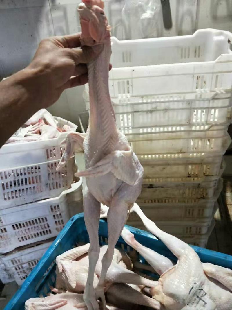 白条鸡