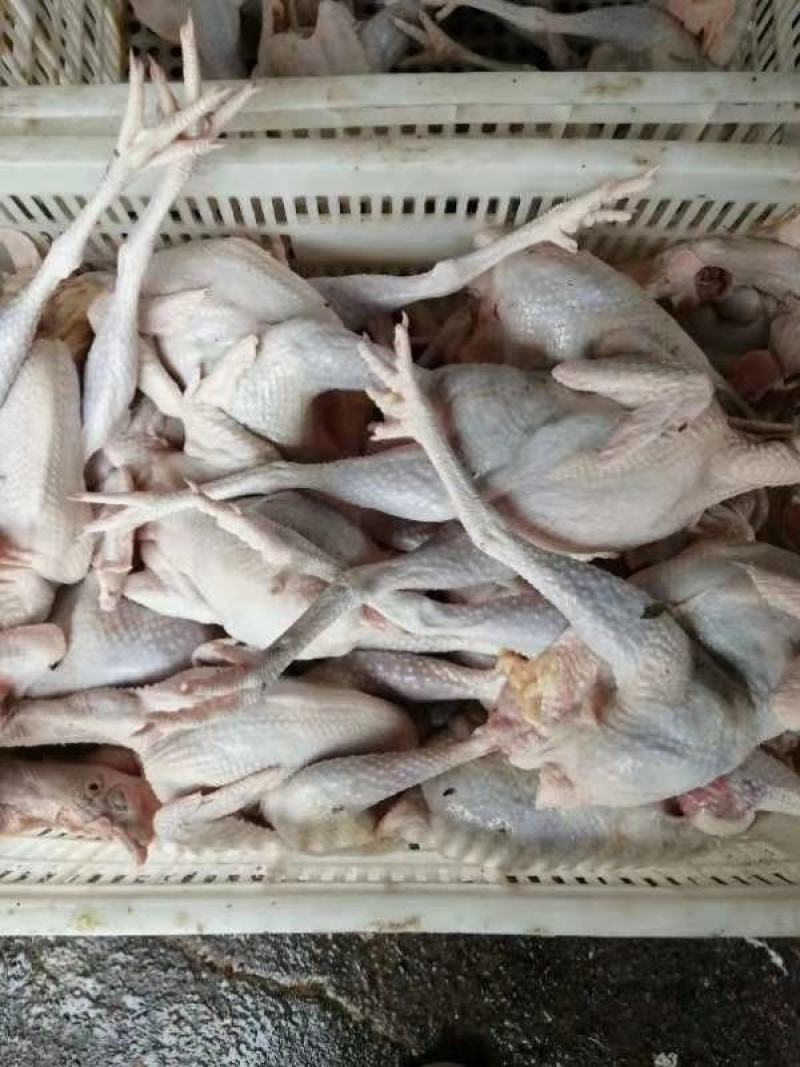 白条鸡