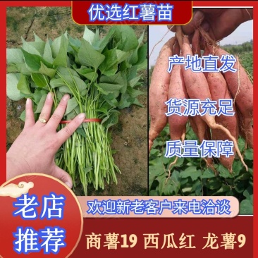 薯苗基地商薯19，西瓜红，龙薯九，日供应百万棵