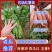 薯苗基地商薯19，西瓜红，龙薯九，日供应百万棵