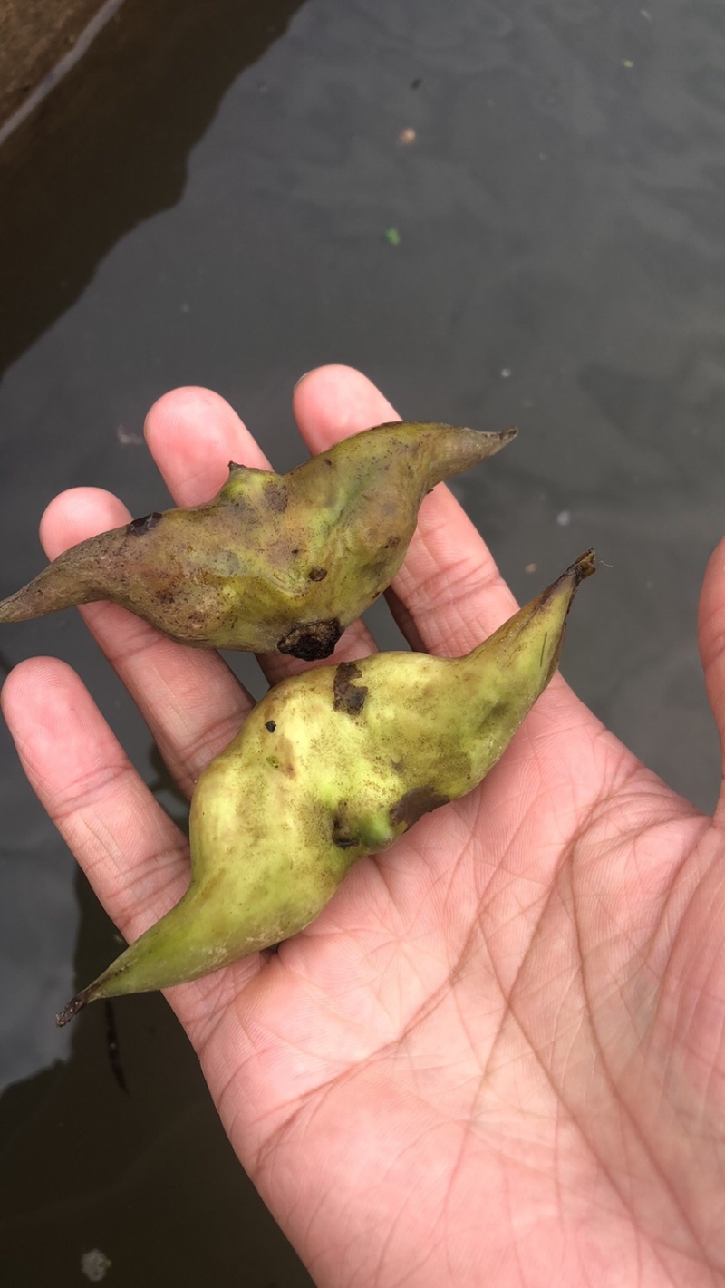 老菱角种子改良高产早熟菱角种子四季蔬菜水果青菱角