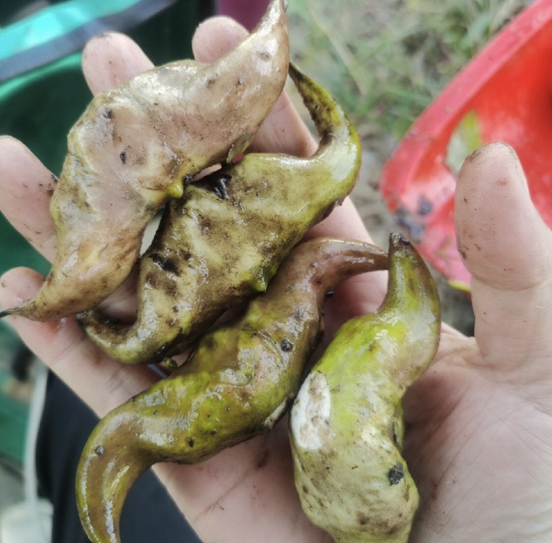 老菱角种子改良高产早熟菱角种子四季蔬菜水果青菱角