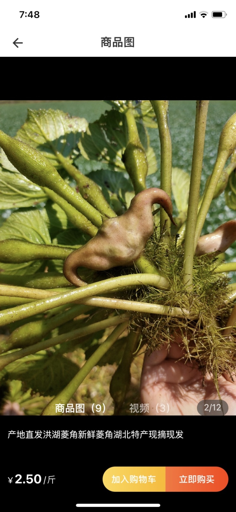 老菱角种子改良高产早熟菱角种子四季蔬菜水果青菱角