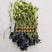 老菱角种子改良高产早熟菱角种子四季蔬菜水果青菱角