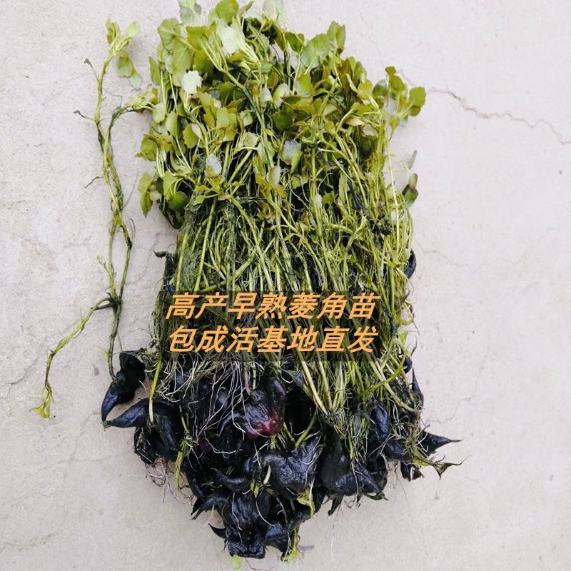 老菱角种子改良高产早熟菱角种子四季蔬菜水果青菱角