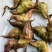 老菱角种子改良高产早熟菱角种子四季蔬菜水果青菱角