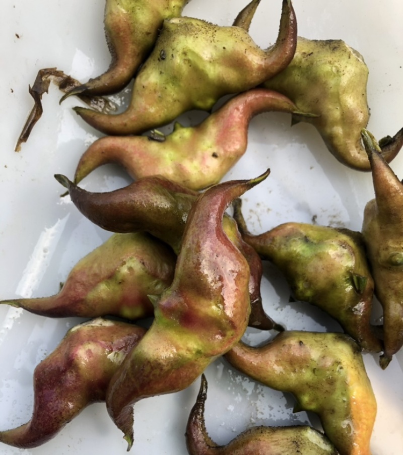 老菱角种子改良高产早熟菱角种子四季蔬菜水果青菱角