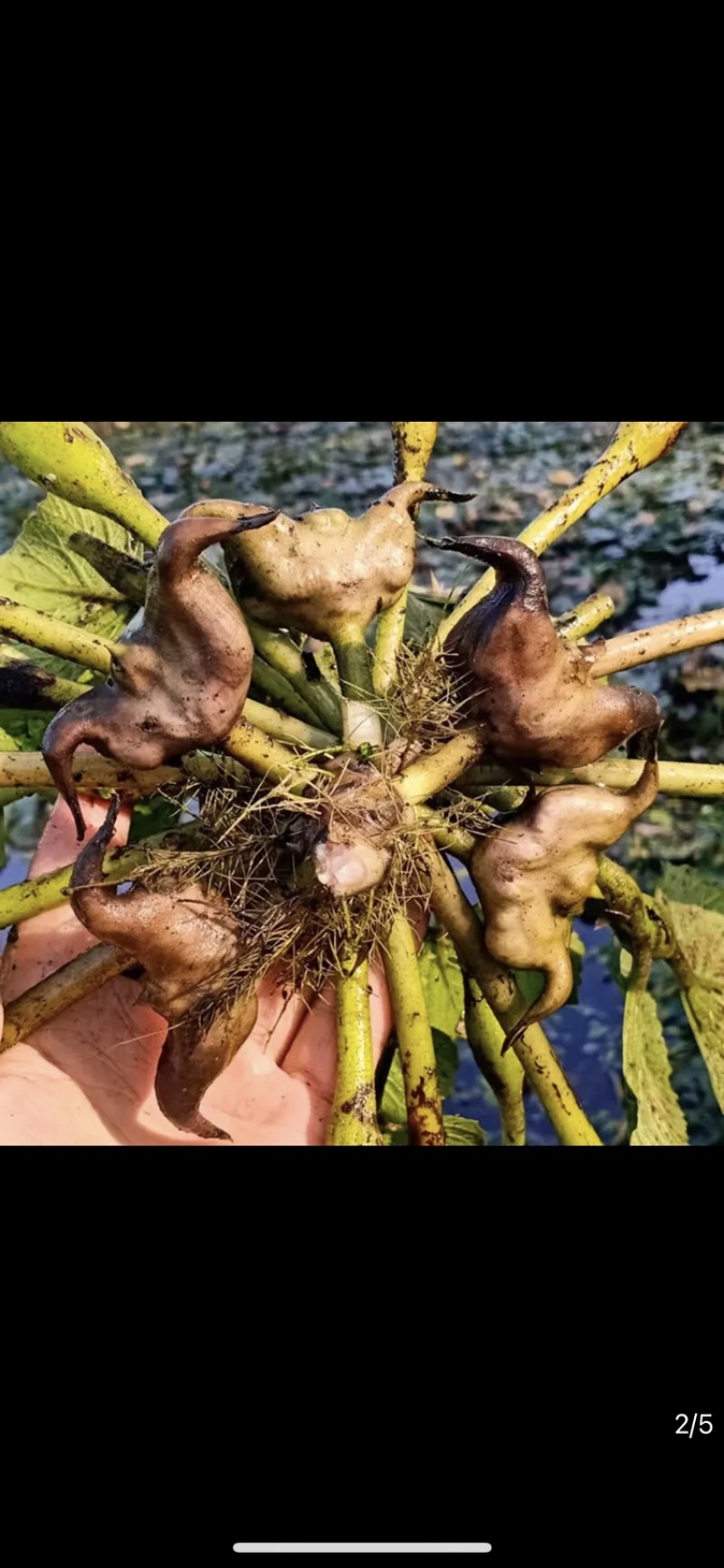 老菱角种子改良高产早熟菱角种子四季蔬菜水果青菱角