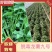 脱毒龙薯九号苗床红薯苗，高剪苗，扩繁苗，蔓头苗25-30