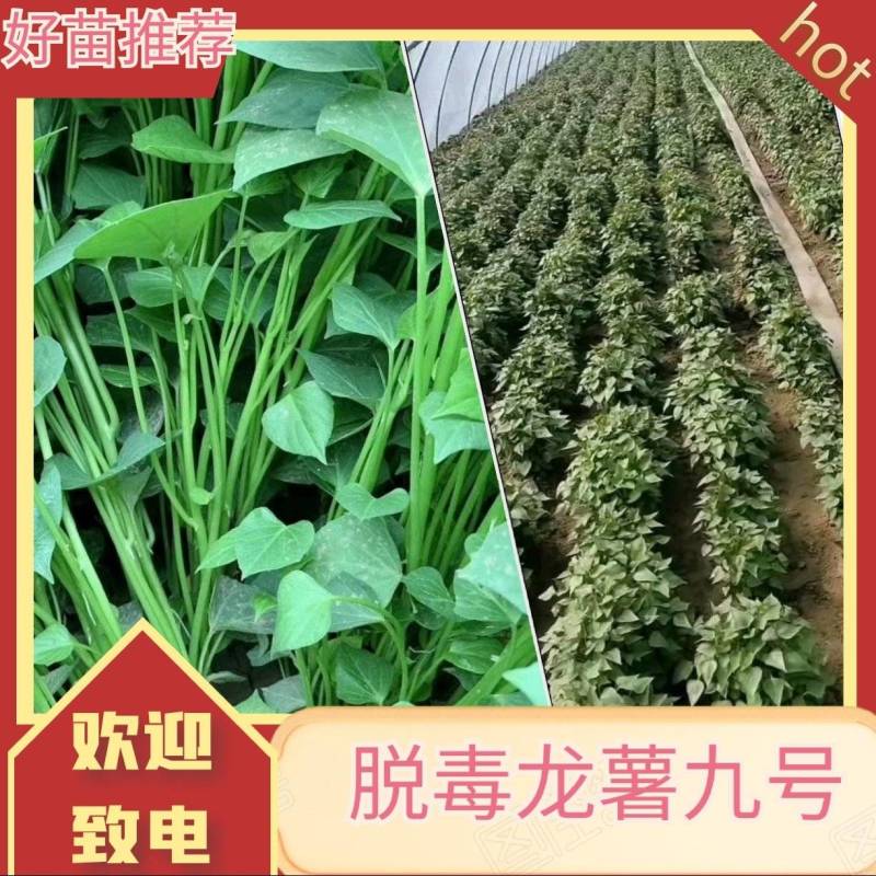 脱毒龙薯九号苗床红薯苗，高剪苗，扩繁苗，蔓头苗25-30