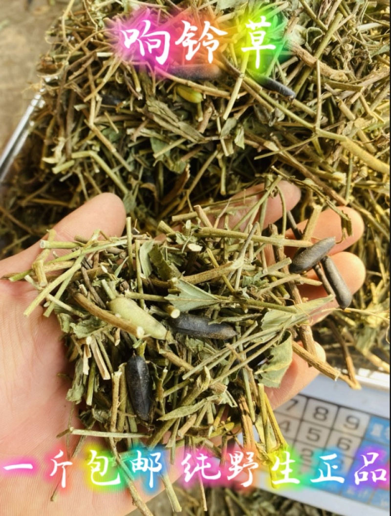 云南野生响铃草狗响铃野花生产地现货供应
