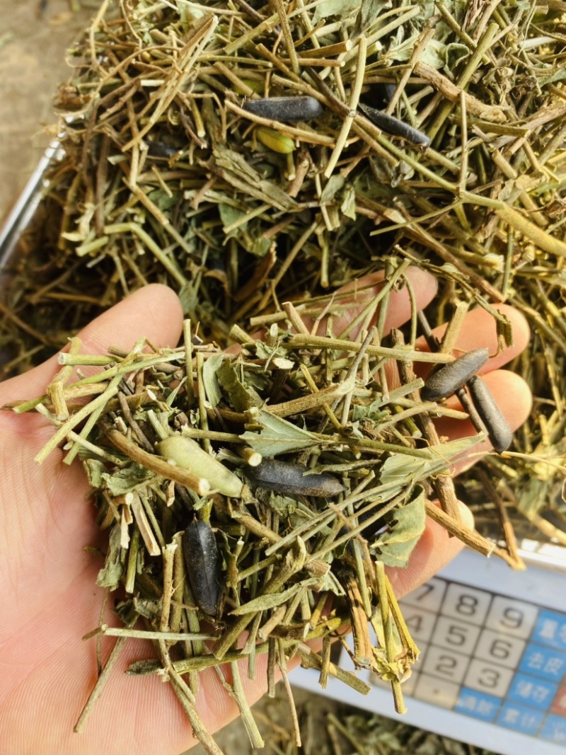 云南野生响铃草狗响铃野花生产地现货供应