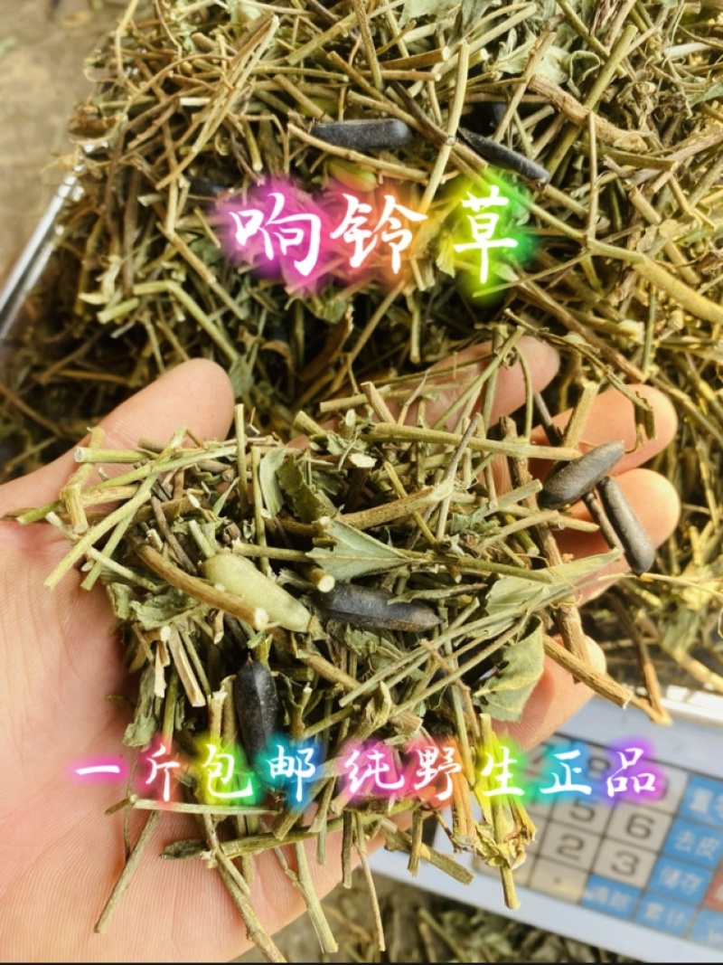 云南野生响铃草狗响铃野花生产地现货供应