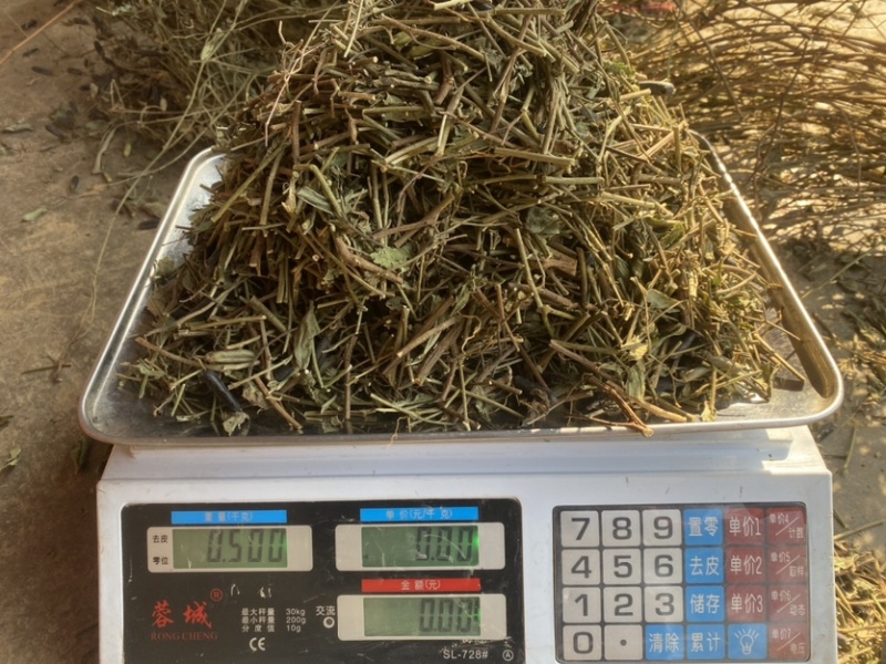 云南野生响铃草狗响铃野花生产地现货供应