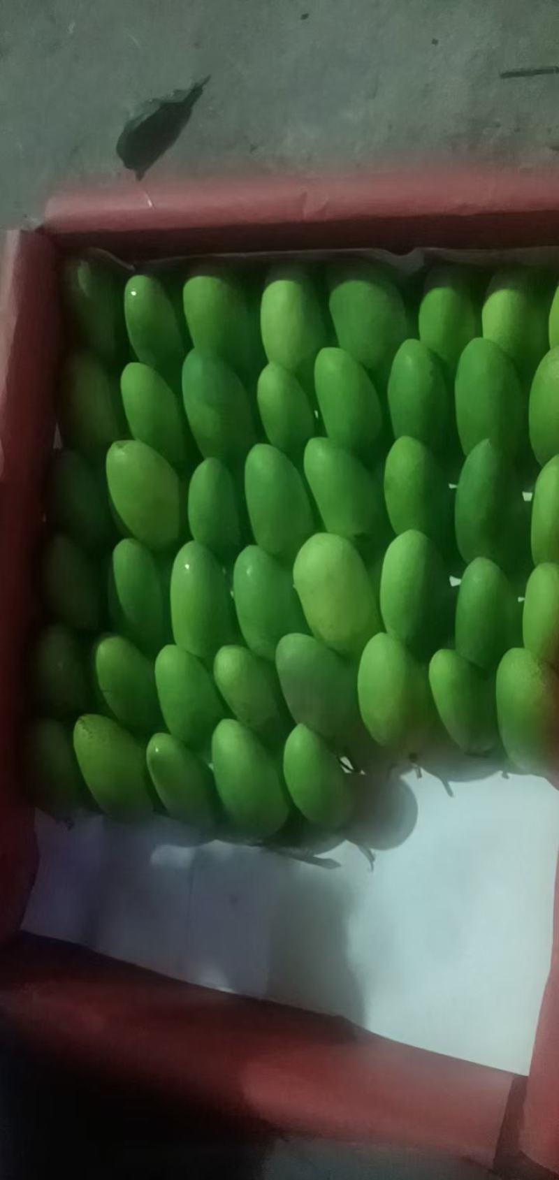 大量供货小台芒贵妃芒