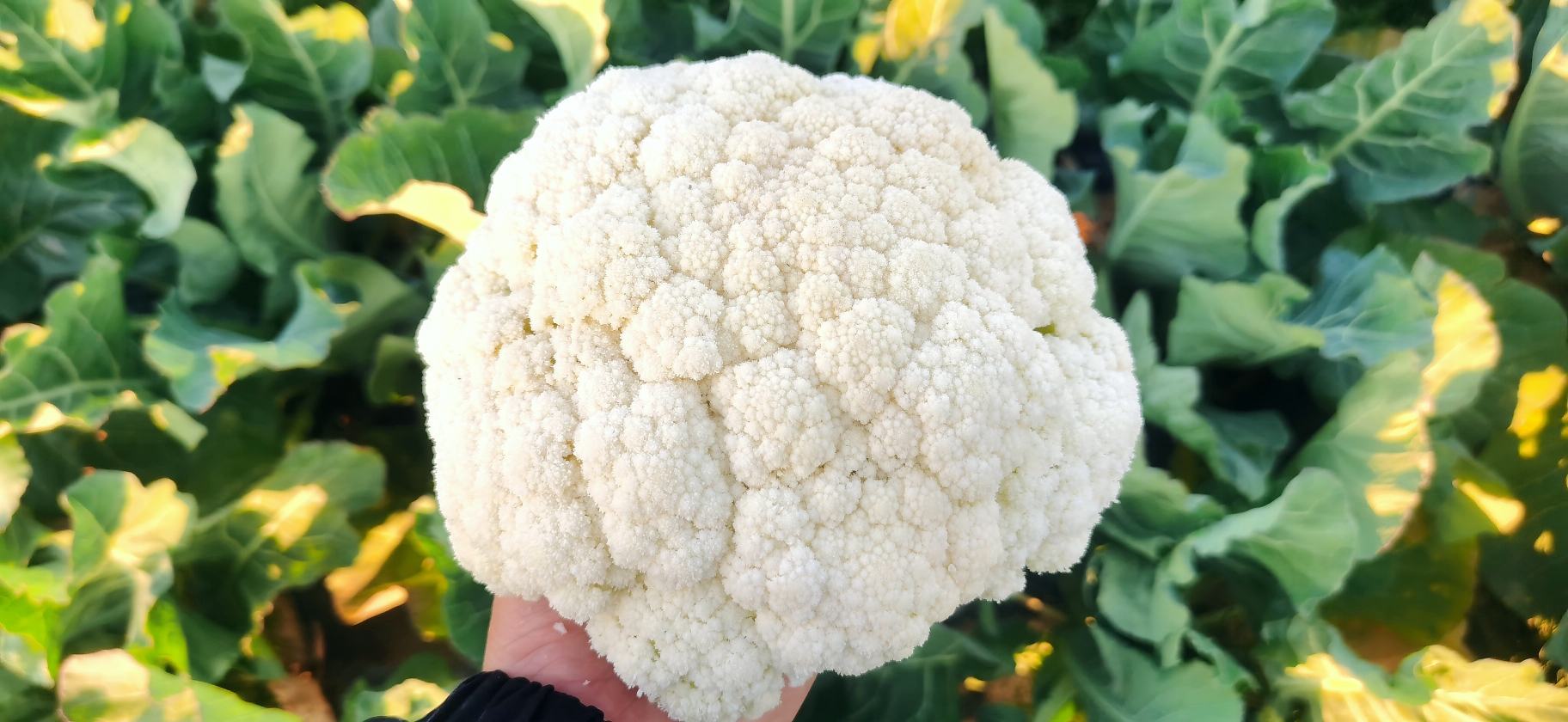 一张高清特写图,展示了白花椰菜洁白的花球与翠绿叶片的对比,背景虚化,突出主体 白花椰菜特写