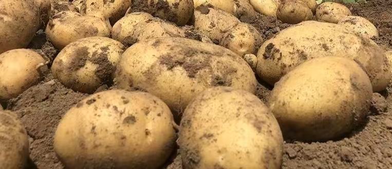 粉土豆与蜡质土豆横切面对比特写
