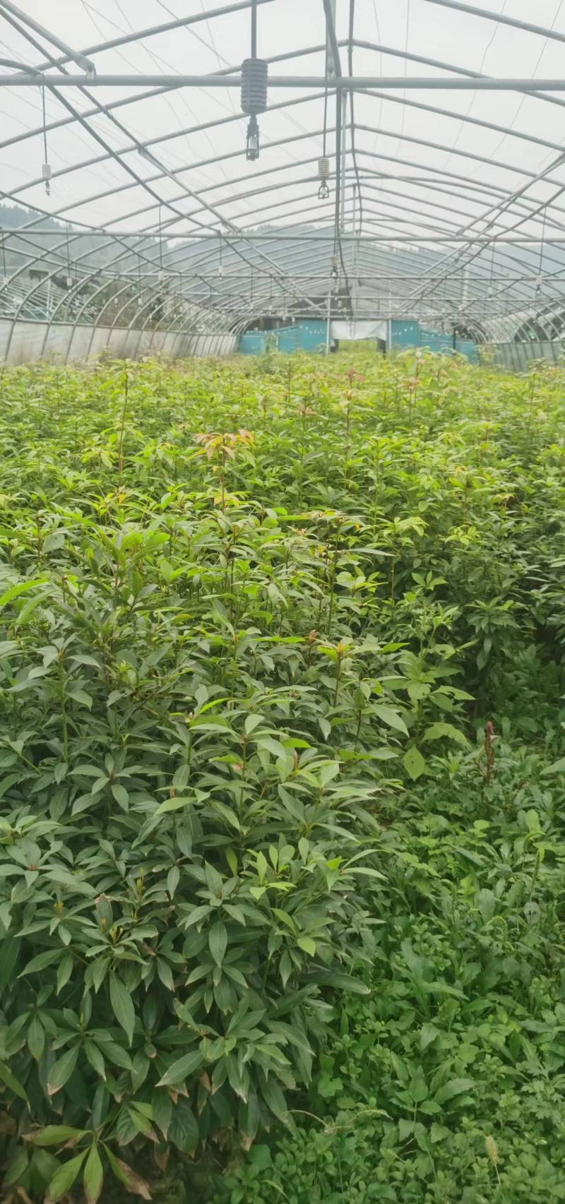 楠木小叶桢楠金丝楠木