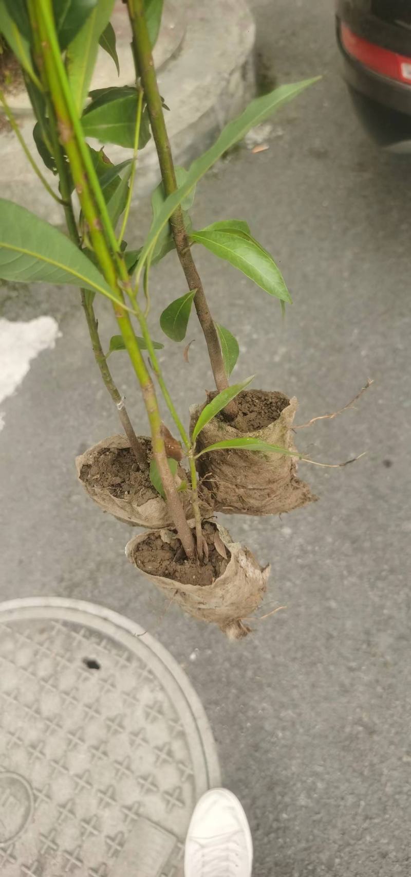 楠木小叶桢楠金丝楠木