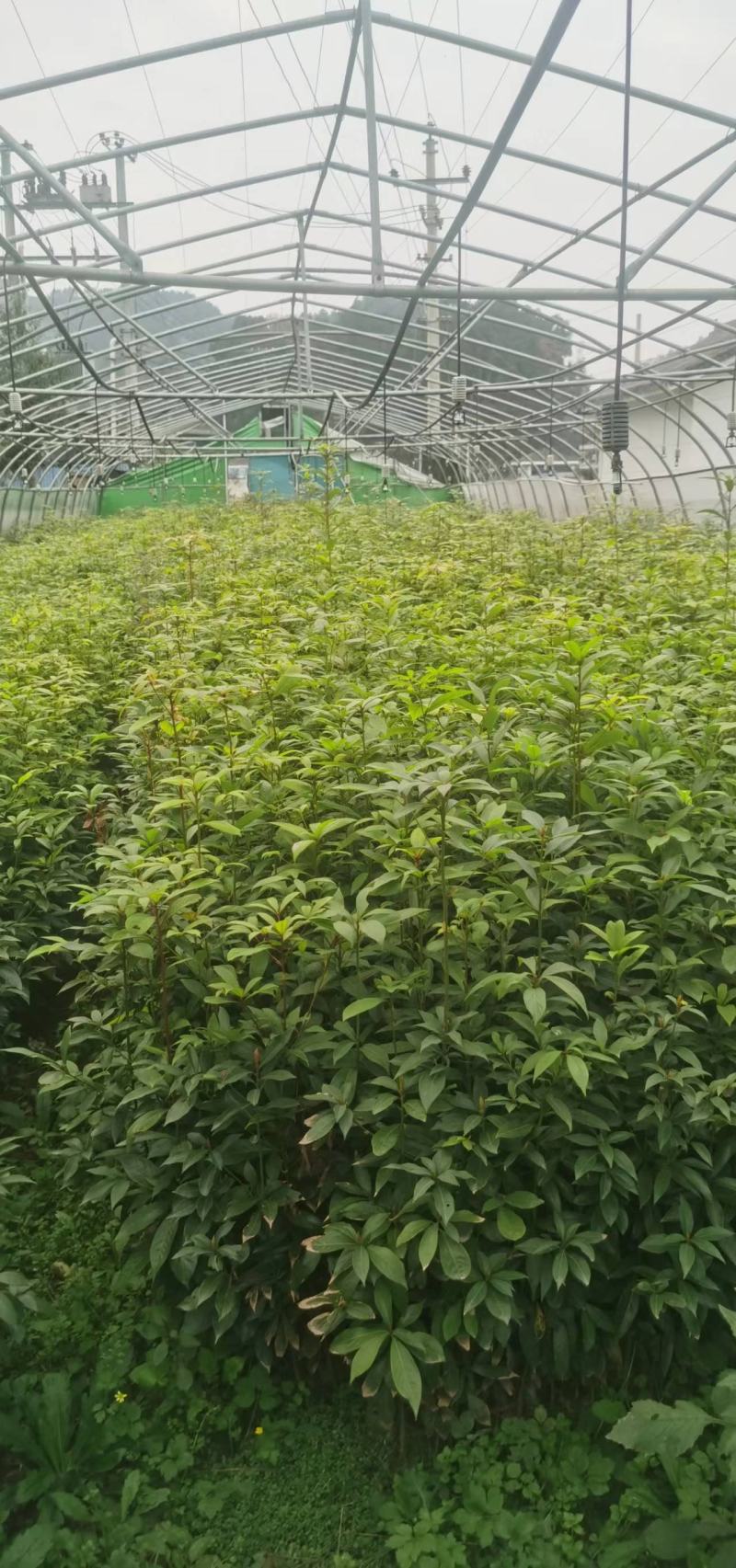 楠木小叶桢楠金丝楠木