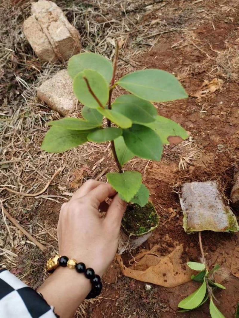 油茶苗红花油茶苗