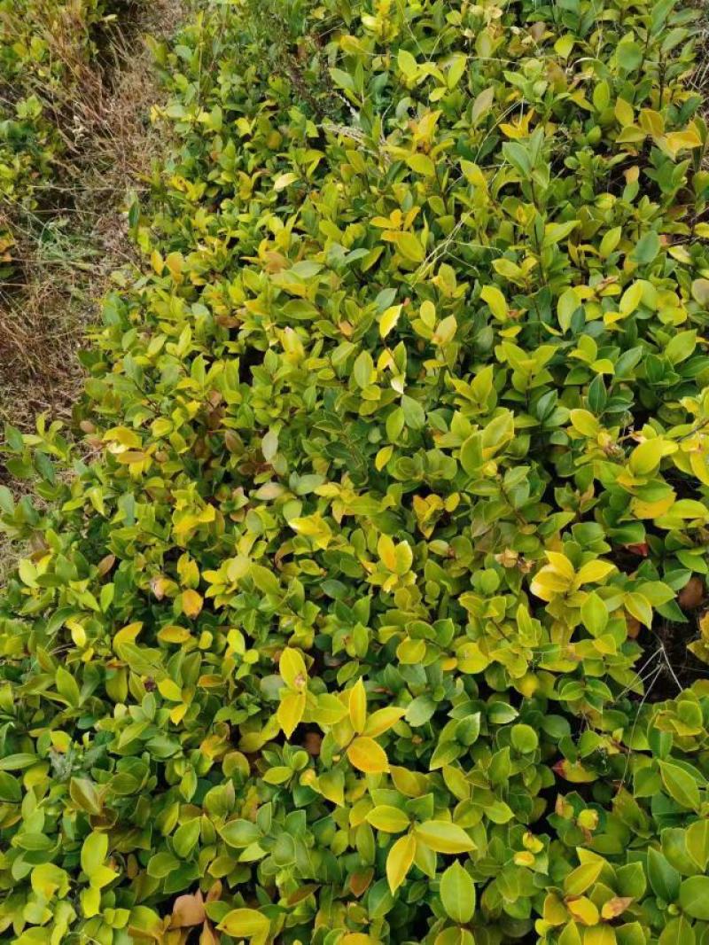 油茶苗红花油茶苗