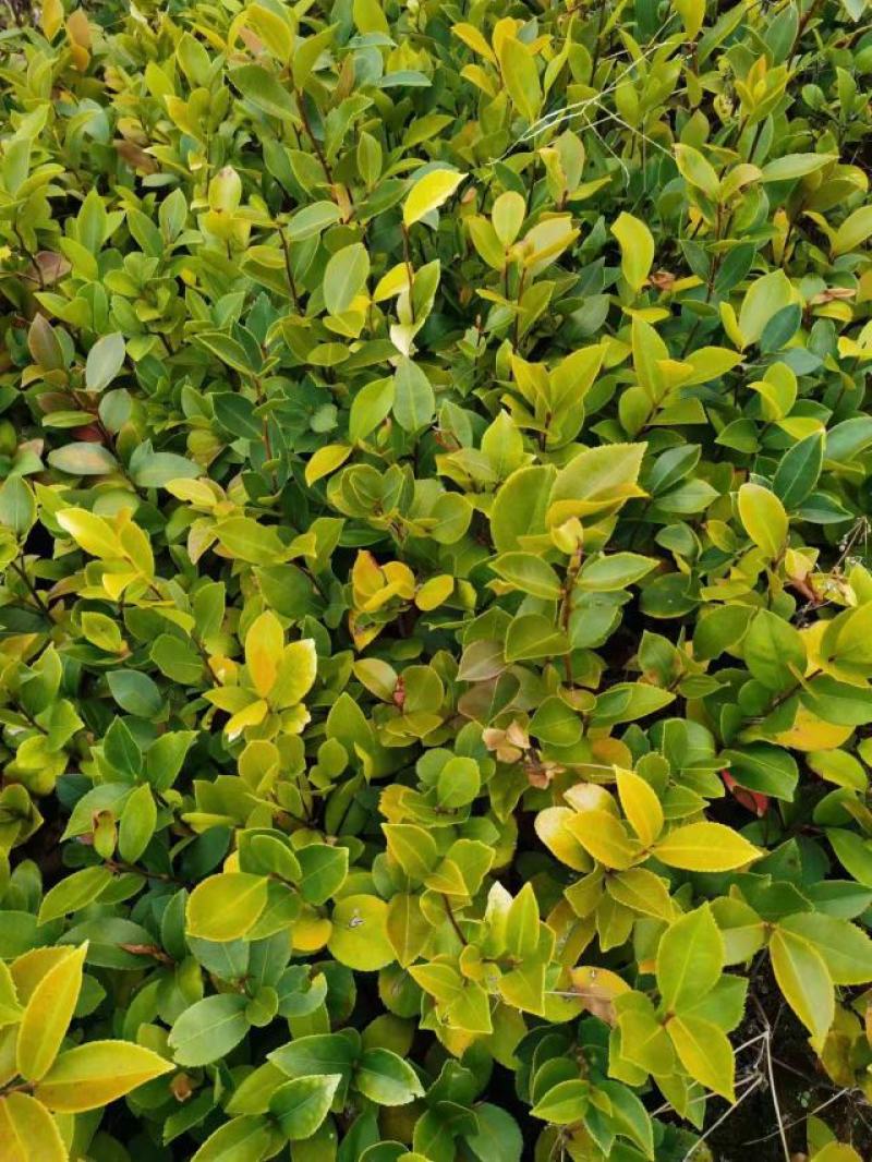 油茶苗红花油茶苗