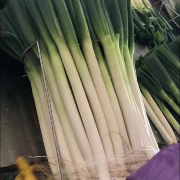 福建漳浦大葱，网袋捆葱，箱葱打冷上车，讲究质量