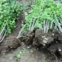 黄杨，北海道黄杨，规格可选，量大从优，欢迎来电咨询