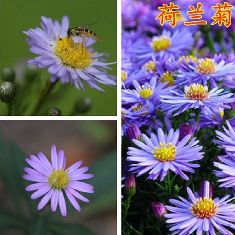 多年生荷兰菊花籽耐寒四季易活公园观赏花室外庭院开花花种子