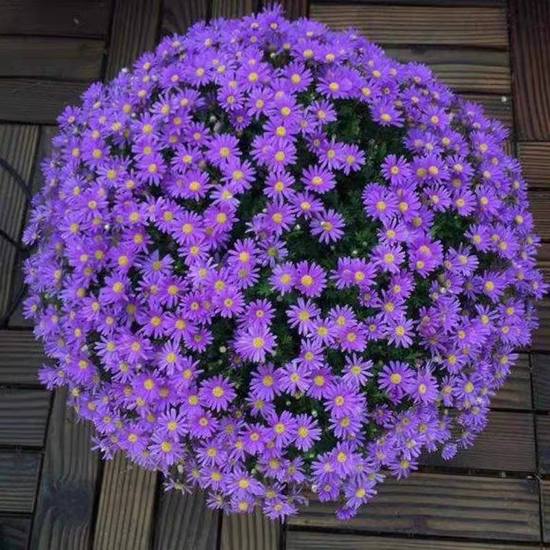 多年生荷兰菊花籽耐寒四季易活公园观赏花室外庭院开花花种子