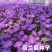 多年生荷兰菊花籽耐寒四季易活公园观赏花室外庭院开花花种子