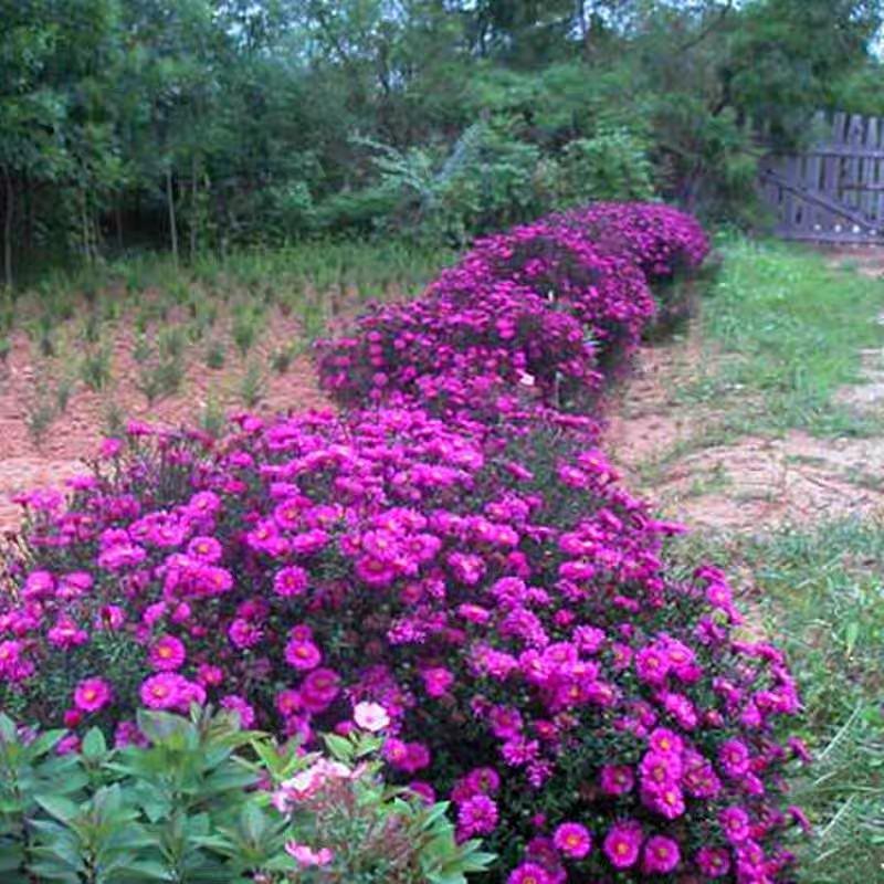 多年生荷兰菊花籽耐寒四季易活公园观赏花室外庭院开花花种子