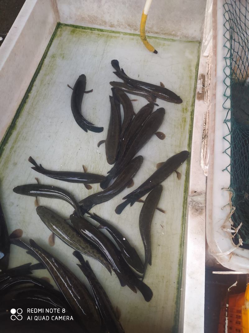 土财鱼土鲶鱼