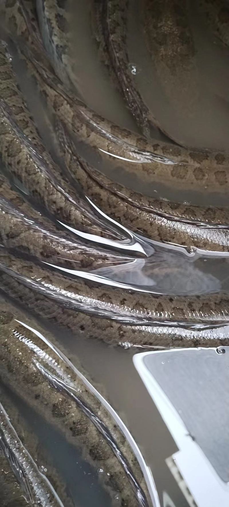 土财鱼土鲶鱼