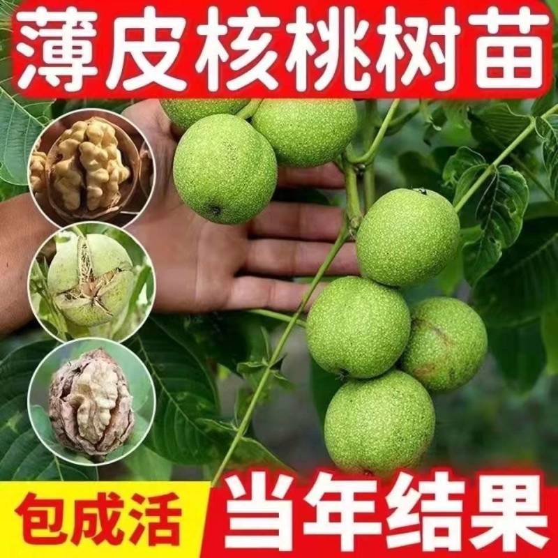 核桃苗，香玲核桃苗，矮化薄皮核桃苗，产量高，成活率高