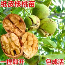 核桃苗核桃苗价格核桃苗批发薄皮核桃苗纸皮核桃苗