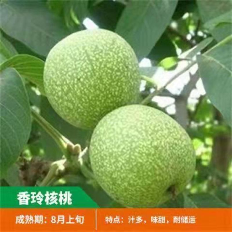 核桃苗核桃苗价格核桃苗批发薄皮核桃苗纸皮核桃苗