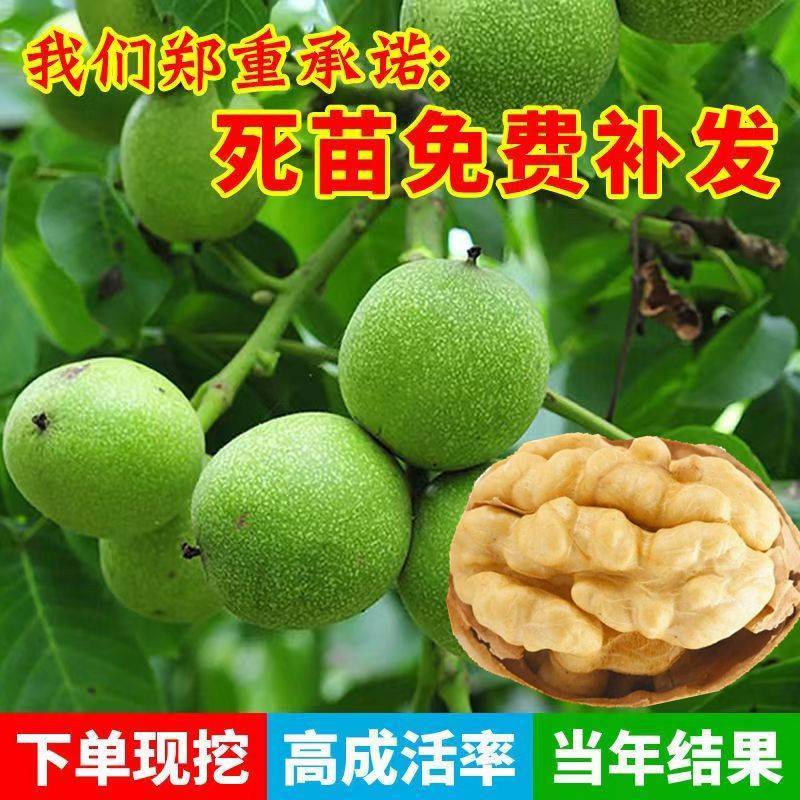核桃苗核桃苗价格核桃苗批发薄皮核桃苗纸皮核桃苗