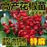 花椒苗大红袍花椒苗狮子头花椒苗无刺花椒苗