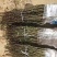 花椒苗大红袍花椒苗狮子头花椒苗无刺花椒苗