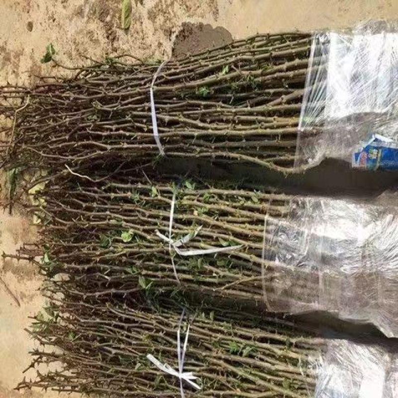花椒苗大红袍花椒苗狮子头花椒苗无刺花椒苗