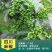 花椒苗大红袍花椒苗狮子头花椒苗无刺花椒苗