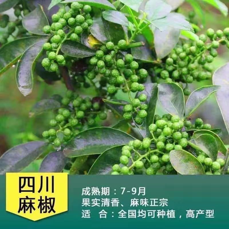 花椒苗大红袍花椒苗狮子头花椒苗无刺花椒苗